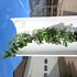 cercissiliquastrum 2-2.5 m buy online UK.