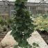 cercissiliquastrum 1.75-2 m buy online UK.