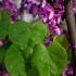 Cercis siliquastrum deciduous tree with pink flowers
