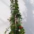 Chaenomeles japonica Sargentii 1-1.25 m buy online UK.