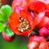 Chaenomeles Japonica Sargentii, Japanese Quince, a flowering ornamental shrub for sale online UK delivery