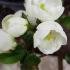 Chaenomeles Superba Jet Trail, white flowering Japanese Quince Jet Trail plants for sale online UK.