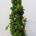 Chaenomeles Superba Cameo 1-1.25 m buy online UK.