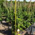 csc 80-100 cm buy online UK.