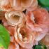 Chaenomeles Superba Cameo, peach coloured flowering Japanese Quince for sale. Ornamental Quince tree to buy online UK