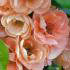 Chaenomeles Superba Cameo, peach coloured flowering Japanese Quince for sale. Ornamental Quince tree to buy online UK