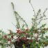 Chaenomeles Superba Crimson and Gold 80-100 cm buy online UK.