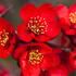 Chaenomeles Superba Nicoline Japanese Quince, an excellent ornamental quince with red spring flowers followed by yellow fragrant quinces.