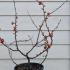 Chaenomeles Superba Pink Lady 60-80 cm buy online UK.