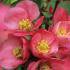 Chaenomeles Superba Pink Lady, baby pink flowering Japanese Quince, Pink Lady is for sale online with UK  and Ireland delivery.