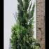 Chamaecyparis Lawsoniana Alumigold Conifer 1-1.25 m buy online UK.