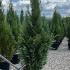 Chamaecyparis Lawsoniana Columnaris 1.75-2 m buy online UK.