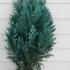 Chamaecyparis Lawsoniana Columnaris 80-100 cm buy online UK.
