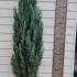 Chamaecyparis Lawsoniana Columnaris 1.75-2 m buy online UK.