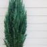 Chamaecyparis Lawsoniana Columnaris 1-1.25 m buy online UK.