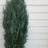 Chamaecyparis Lawsoniana Columnaris 1.25-1.5 m buy online UK.