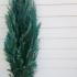 Chamaecyparis Lawsoniana Columnaris 1.5-1.75 m buy online UK.