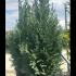 Chamaecyparis Lawsoniana Columnaris 1.2-1.5 m buy online UK.