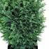 Chamaecyparis Lawsoniana Ellwoodii Lawson