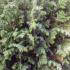 Chamaecyparis Lawsoniana Ellwoodii Pom Pom - Chamaecyparis Topiary trees