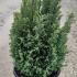Chamaecyparis Lawsoniana Ellwoods Gold 10-20 cm buy online UK.
