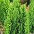 Chamaecyparis Lawsoniana Ellwoods Gold 