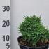 Chamaecyparis Lawsoniana Forsteckensis Lawsons Cypress 10-15 cm buy online UK.