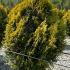 Chamaecyparis Lawsoniana Golden Wonder Lawson’s Cypress 1.25-1.5 m buy online UK.