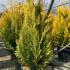 Chamaecyparis Lawsoniana Ivonne (or Yvonne) Tree 1-1.25 m buy online UK.