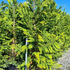cli 2-2.5 m buy online UK.