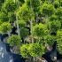 Chamaecyparis Lawsoniana Ivonne Pom Pom 1.25-1.5 m buy online UK.
