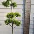 Chamaecyparis Lawsoniana Ivonne Pom Pom 1.5-1.75 m buy online UK.
