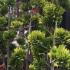 Chamaecyparis Lawsoniana Ivonne Pom Pom, topiary specimen trees for sale at our London plant centre, buy online UK