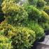 Chamaecyparis Lawsoniana Ivonne Topiary Spirals - 2 metres tall, buy online from our London nursery, UK delivery