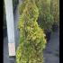 Chamaecyparis Lawsoniana Ivonne Topiary Spiral 1.25-1.5 m buy online UK.
