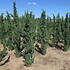 Chamaecyparis Lawsoniana Wissels Saguaro conifer trees for sale UK