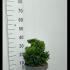 Chamaecyparis Obtusa Nana Gracilis Hinoki Cypress Dwarf  20-30 cm buy online UK.