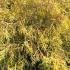 Chamaecyparis Pisifera Filifera Aurea 40-50 cm buy online UK.