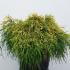 cpsg 40-50 cm buy online UK.