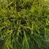 Chamaecyparis Pisifera Sungold Sawara Cypress 30-40 cm buy online UK.