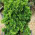 Chamaecyparis Obtusa Nana or Hinoki Cypress Tree - popular as a rockery conifer to Buy UK.