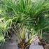 Chamaerops Humilis, Palm Trees, London Paramount Plants and Gardens, UK. Paramount, specialist London garden centre and online shop, UK