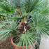 Chamaerops Humilis Cerifera, Hardy Palms UK