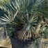 Chamaerops Humilis Cerifera Palm Tree 1-1.25 m buy online UK.