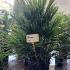 Chamaerops Humilis Palm Tree 1-1.25 m buy online UK.