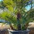 Chamaerops Humilis Palm Tree 1.75-2 m buy online UK.