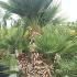 Chamaerops Humilis Palm Tree 1-1.25 m buy online UK.
