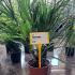 Chamaerops Humilis Palm Tree 60-80 cm buy online UK.