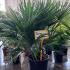 Chamaerops Humilis Palm Tree 80-100 cm buy online UK.
