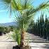Chamaerops Humilis Palm Tree 1.25-1.5 m buy online UK.